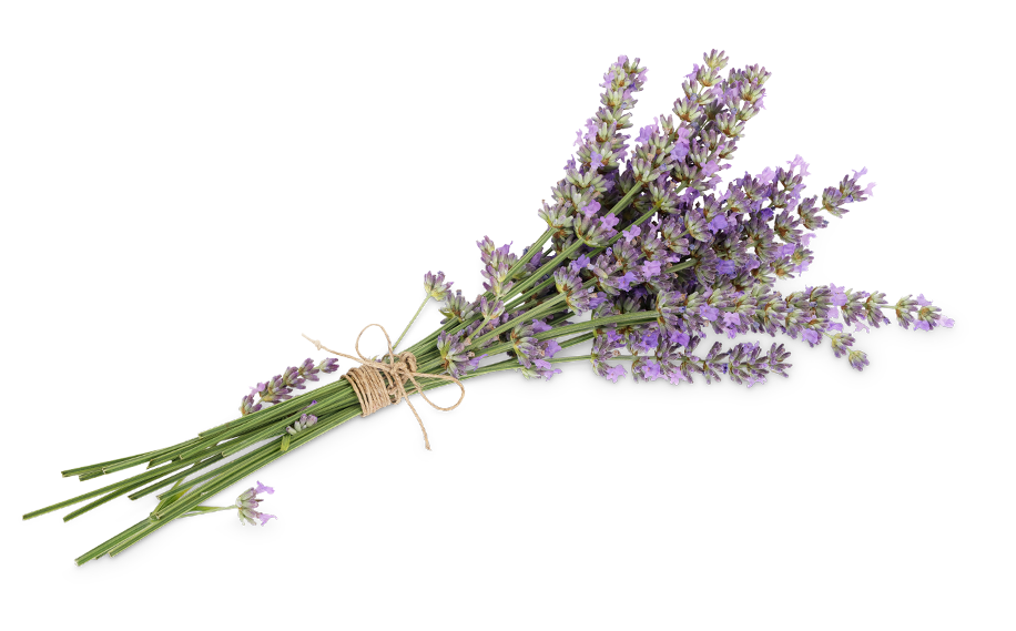 Lavendel
