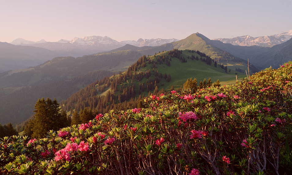 Alpine Rose from the Bernese Alps