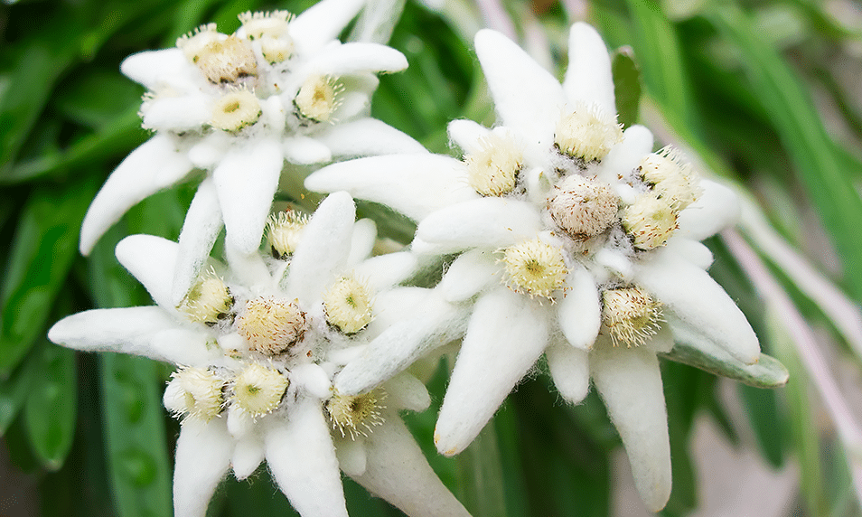 Concentrated botanical power against all signs of ageing - Edelweiss - a real all-rounder in skin care