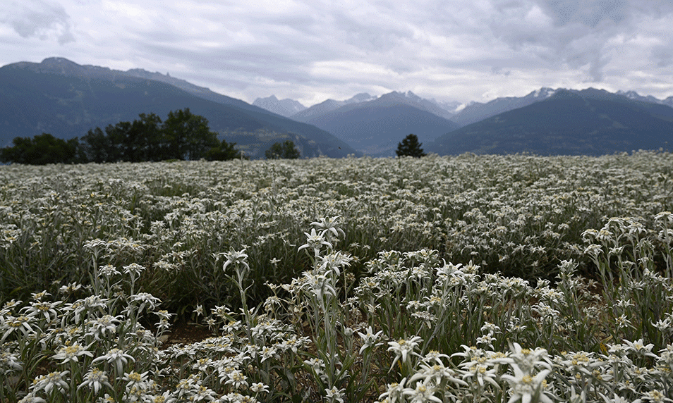 Edelweiss in den Walliser Alpen