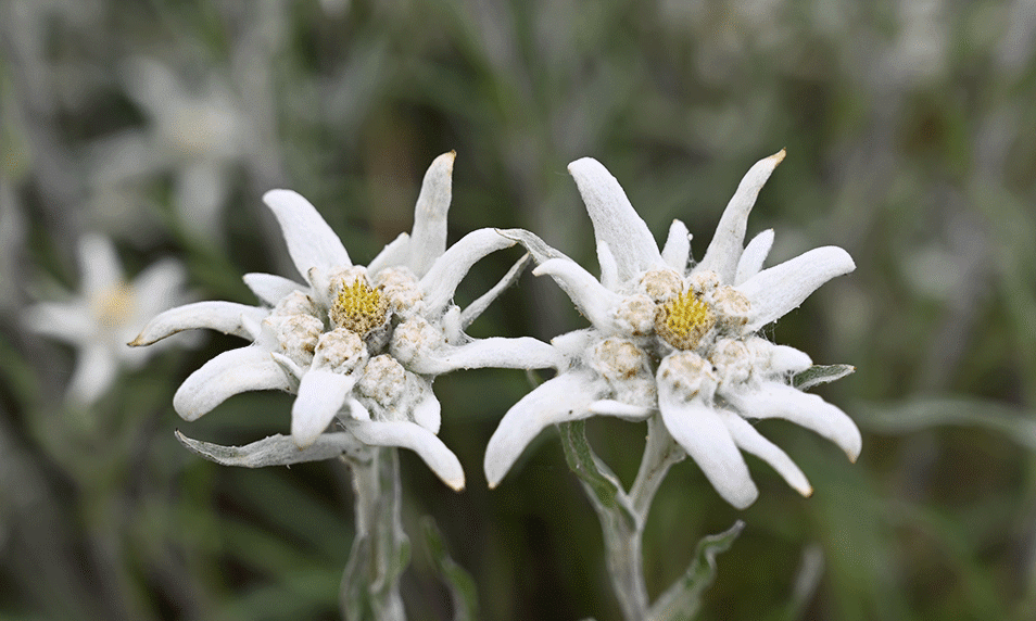 The effects of the edelweiss in cosmetic