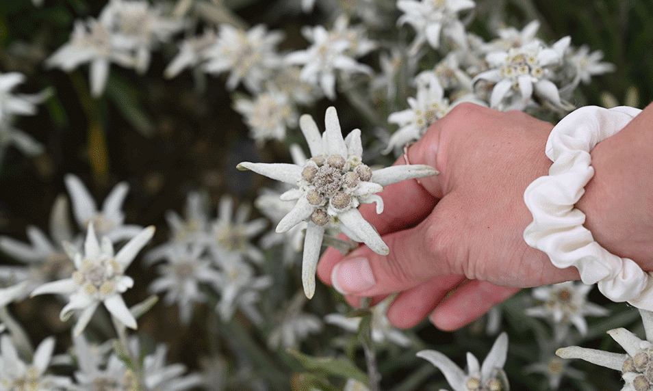 Traditionelle Schweizer Alpenblume Edelweiss