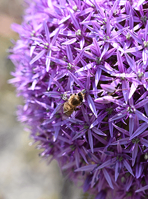Wildbienenparadies Blume mit Biene